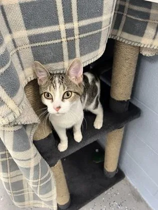 A young medium-sized female Domestic Short Hair cat named Petunia for adoption in Munster, IN