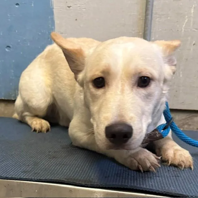 A young medium-sized male Siberian Husky dog named Cream for adoption in Camarillo, CA