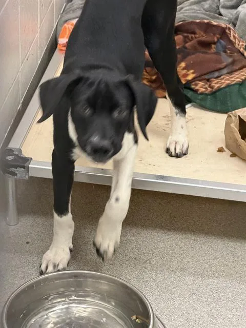 A baby small-sized male German Shepherd Dog dog named Beau for adoption in Omaha, NE