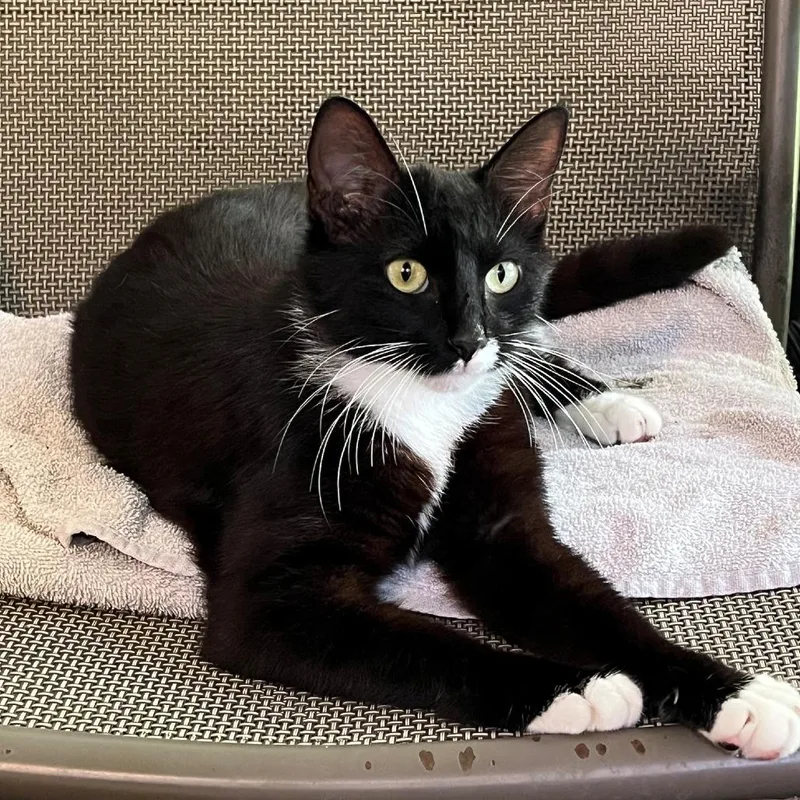 A young medium-sized female Black Domestic Short Hair cat named Little Debbie for adoption in Columbus, GA