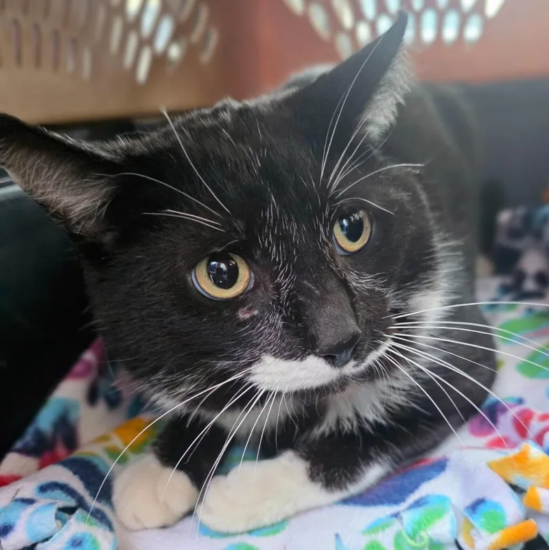 An adult large-sized male Domestic Short Hair cat named Barley for adoption in New Manchester, WV