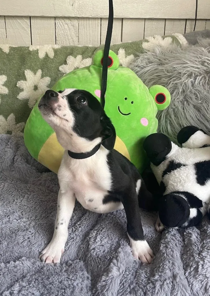 The Laundry Litter" thumbnail 2