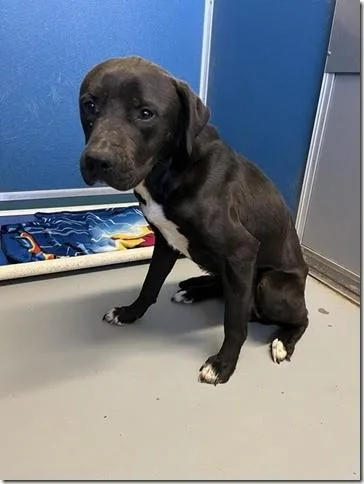 Tobias Shy Little Lab