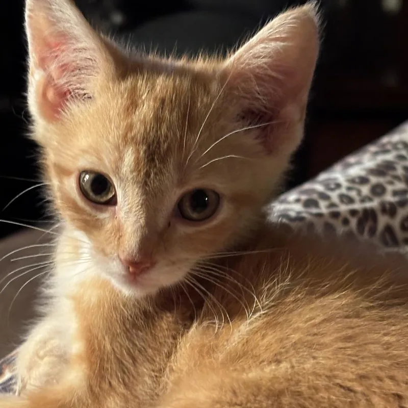 A baby small-sized male Orange / Red Domestic Short Hair cat named Topaz for adoption in Tawas City, MI