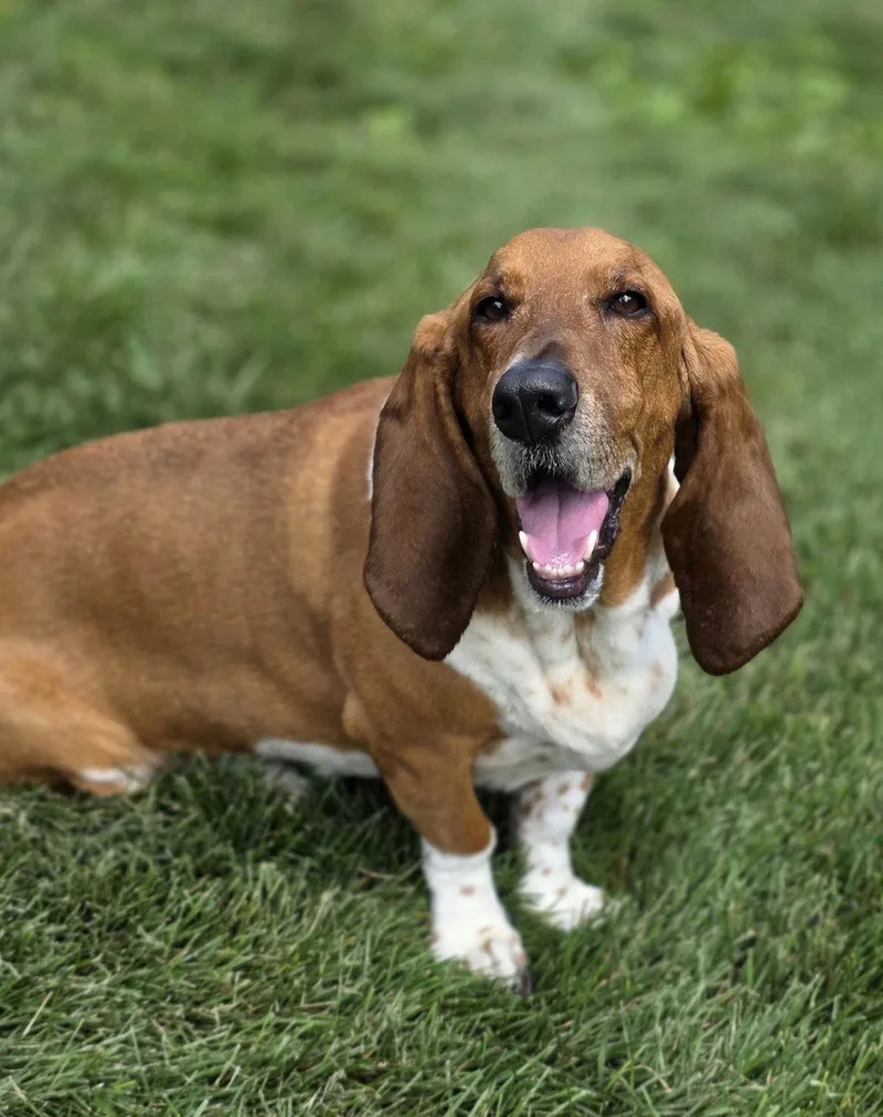 An adult medium-sized male Basset Hound dog named Norman for adoption in Brookville, OH
