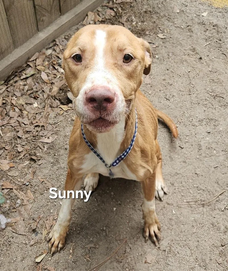 An adult medium-sized male White / Cream Labrador Retriever dog named Sunny for adoption in Clinton, ME