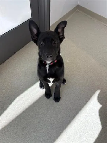 A baby small-sized male German Shepherd Dog dog named Dylan for adoption in San Martin, CA