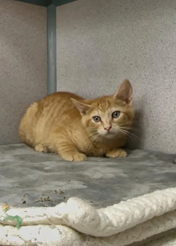 A baby small-sized female Domestic Short Hair cat named Pineki for adoption in Skillman, NJ