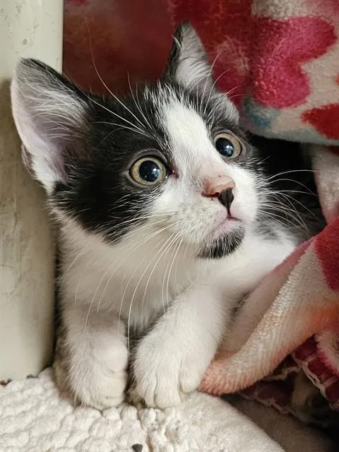 A baby medium-sized male Black & White / Tuxedo Domestic Medium Hair cat named Flip Flop for adoption in Clyde, NC