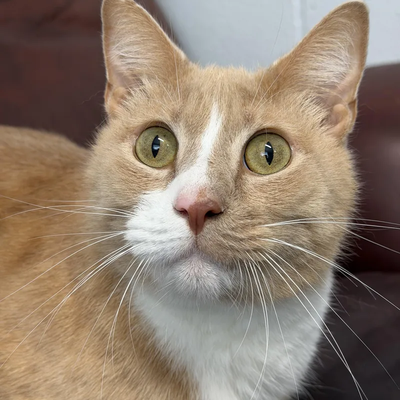 A senior medium-sized male Buff / Tan / Fawn Domestic Short Hair cat named C.c. for adoption in North Myrtle Beach, SC