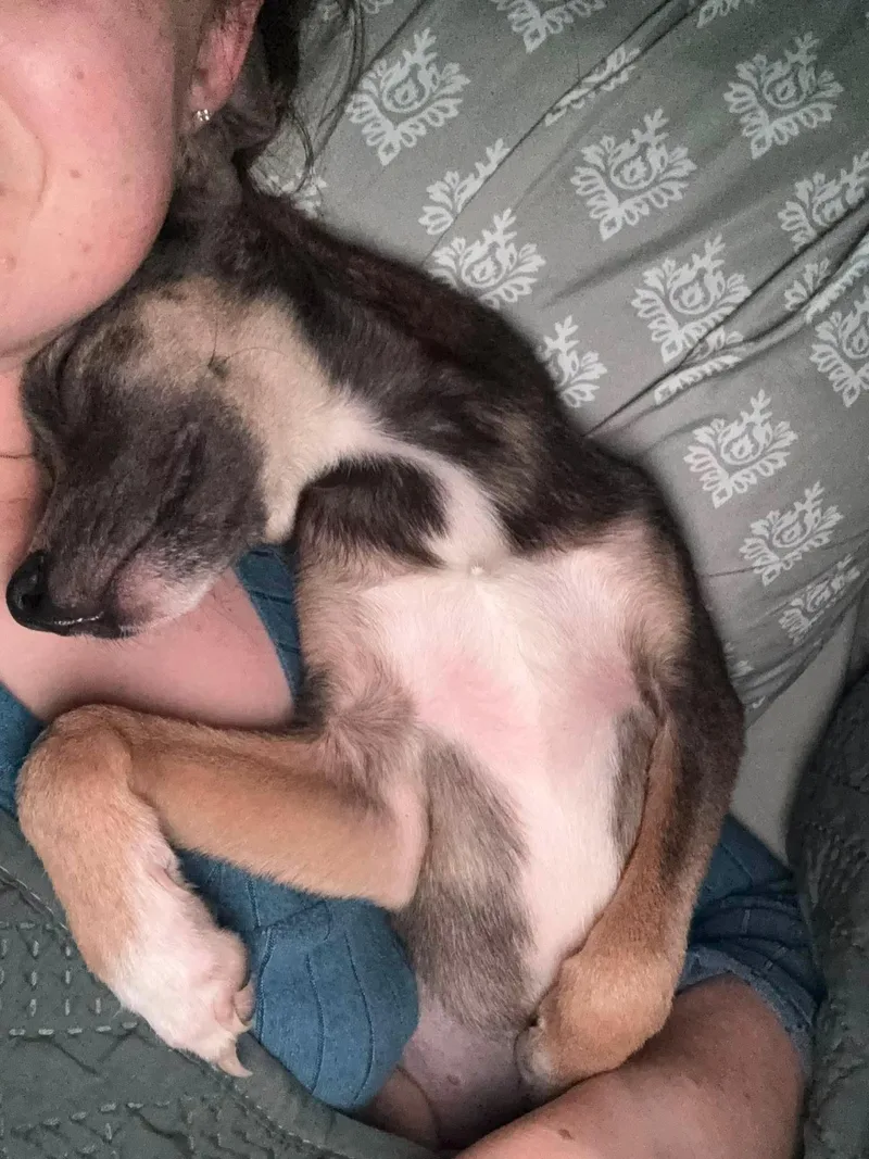 A young small-sized female Whippet dog named Elvie for adoption in Boston, MA