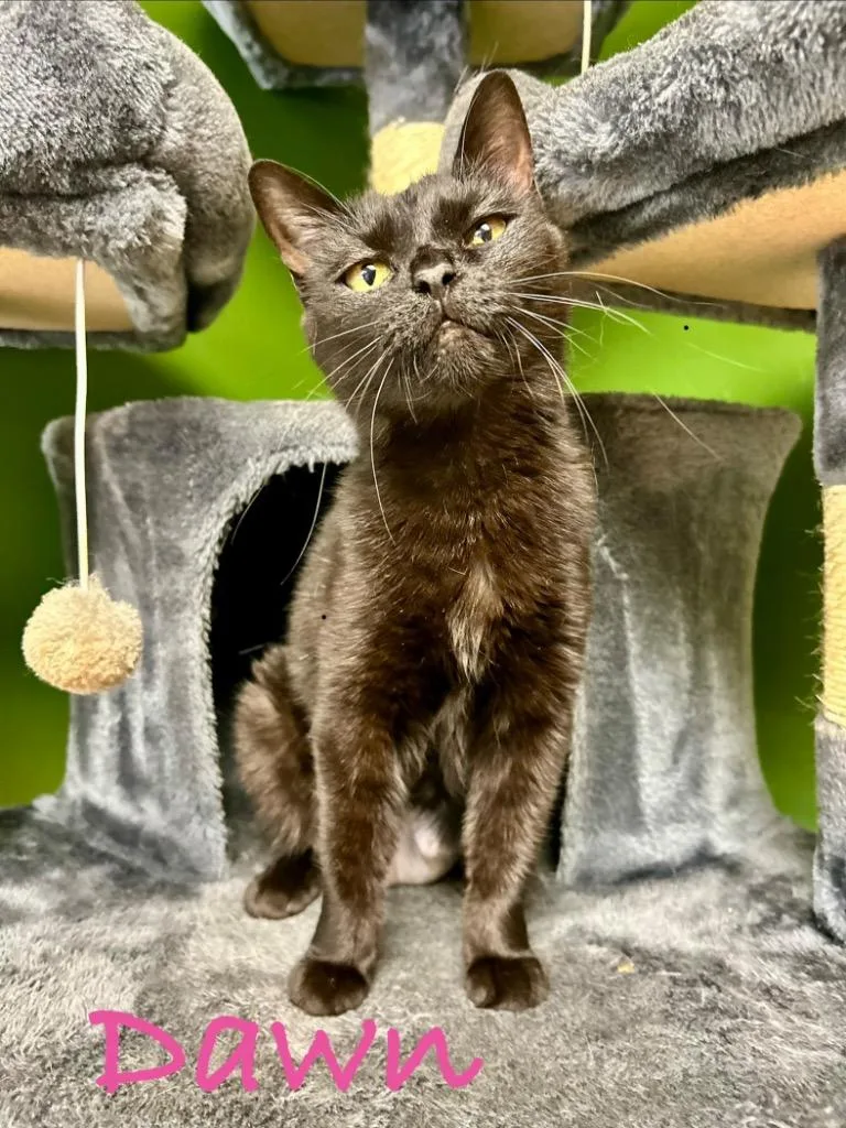 A young medium-sized female Domestic Short Hair cat named Dawn for adoption in West Union, OH