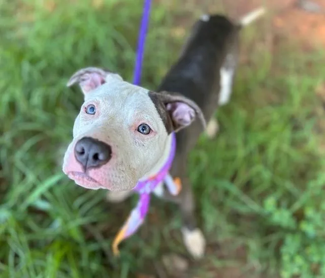 A young medium-sized female Pit Bull Terrier dog named Martie Mae for adoption in Charlotte, NC