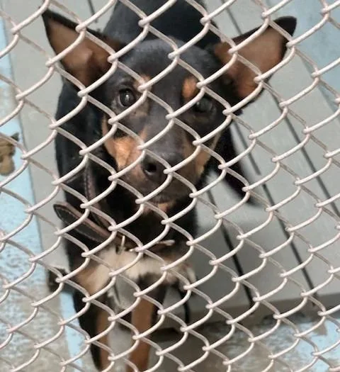 An adult medium-sized male Shepherd dog named Remi for adoption in Ogdensburg, NY