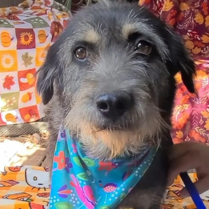 An adult medium-sized male Mixed Breed dog named Oreo for adoption in Woolwich, ME