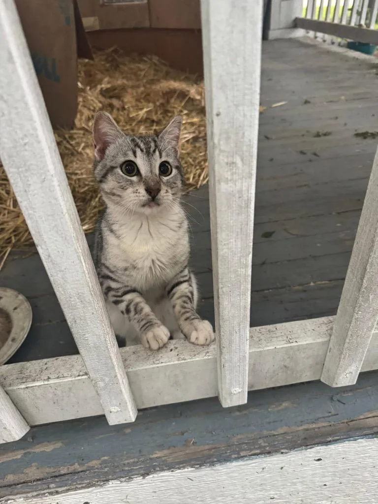 A baby medium-sized male Domestic Short Hair cat named Tai for adoption in Lewisville, TX