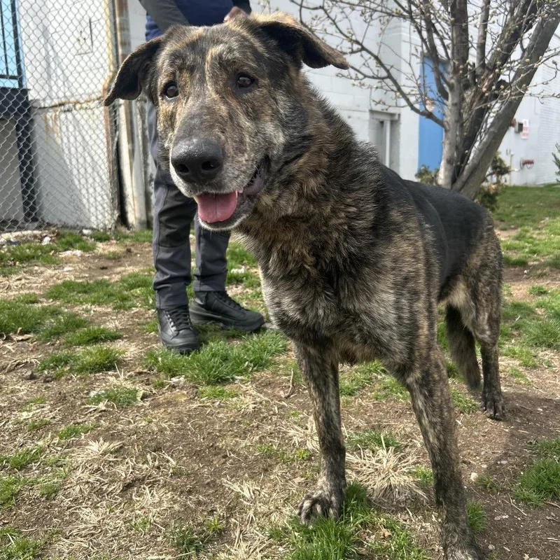 An adult large-sized male Brown / Chocolate Shepherd dog named Elijah for adoption in Weimar, CA