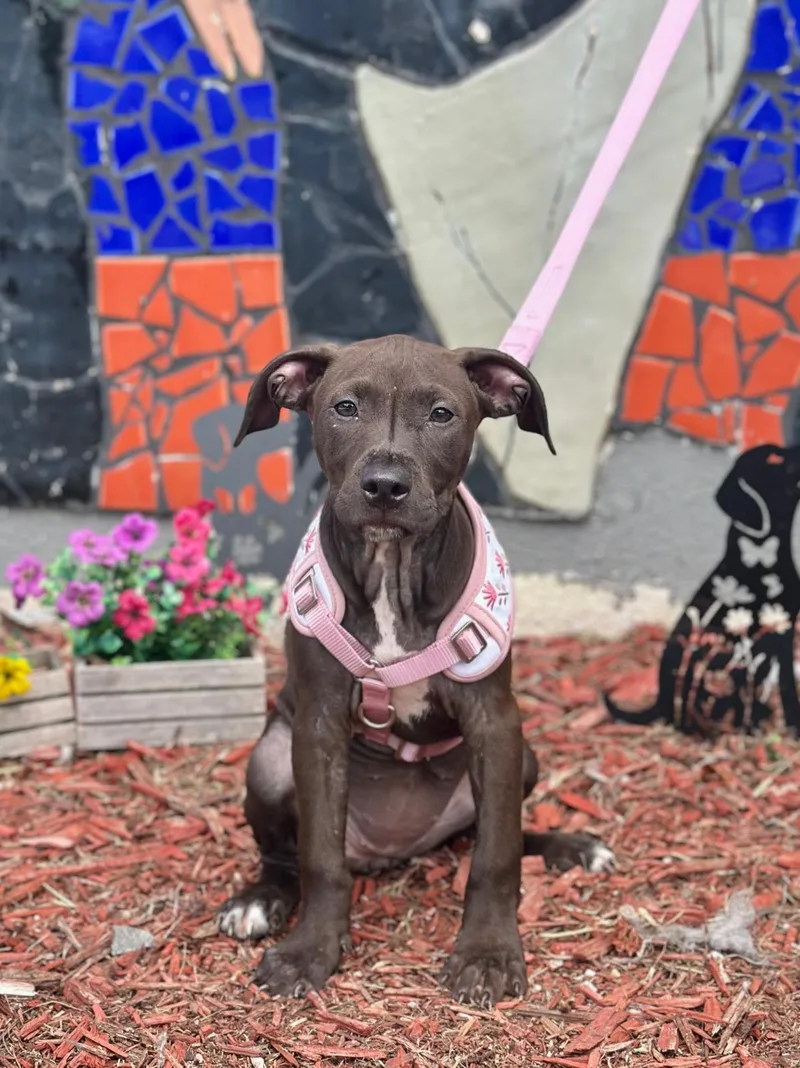 A young medium-sized female Black Labrador Retriever dog named Cubanelle for adoption in Miami, FL