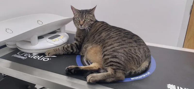 An adult large-sized male Tabby (Brown / Chocolate) Domestic Short Hair cat named Brier for adoption in Charlestown, NH