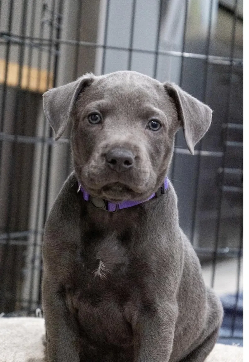 A baby medium-sized male Labrador Retriever dog named Gabe for adoption in Mount Juliet, TN