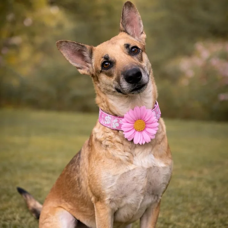 An adult medium-sized female German Shepherd Dog dog named Canela Gs for adoption in Allen, TX