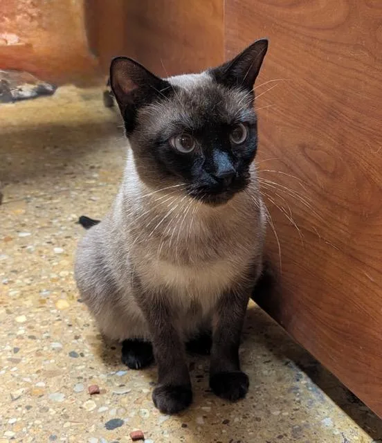 An adult medium-sized female Seal Point Siamese cat named Melia for adoption in Waldorf, MD