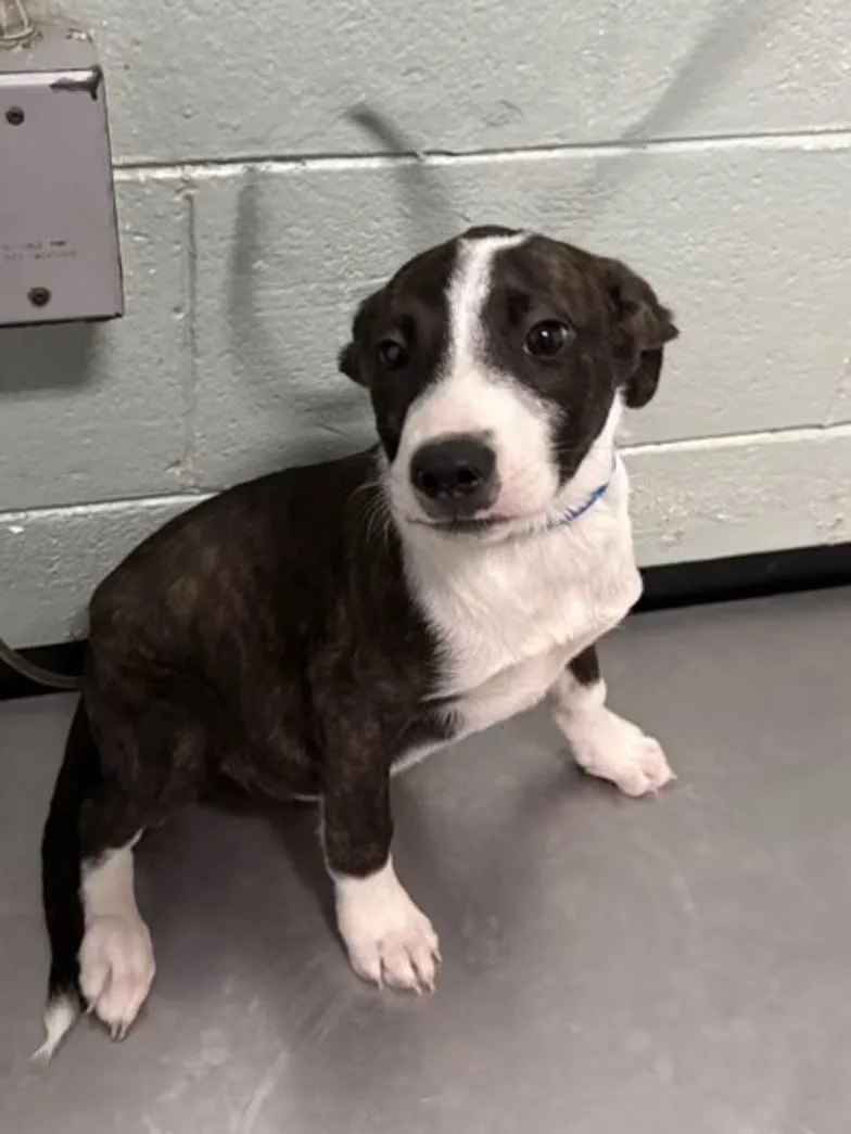 A baby medium-sized male Pit Bull Terrier dog named Chunk for adoption in Red Bluff, CA