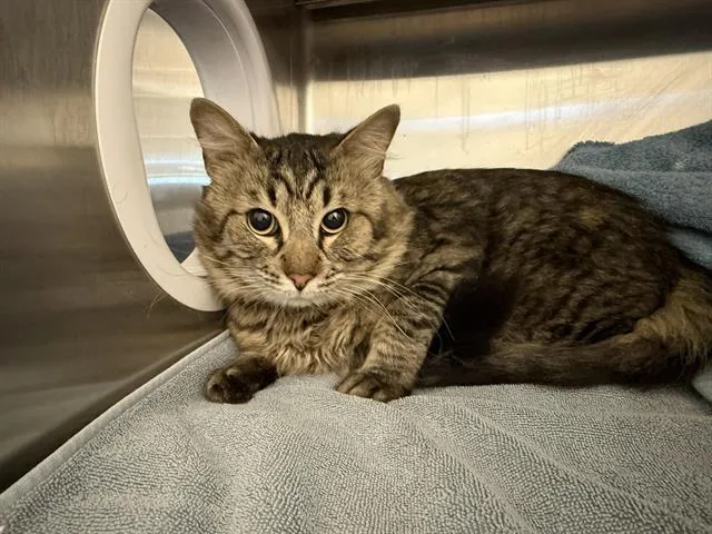 A young medium-sized male Domestic Medium Hair cat named A for adoption in Auburn, CA