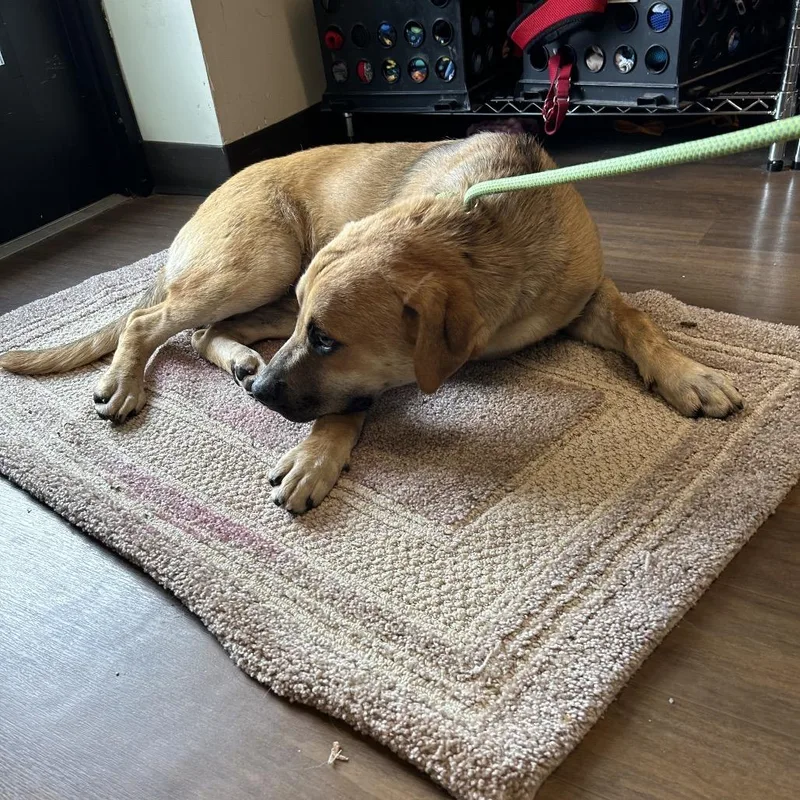 An adult medium-sized male Yellow / Tan / Blond / Fawn Labrador Retriever dog named Spongebob for adoption in League City, TX