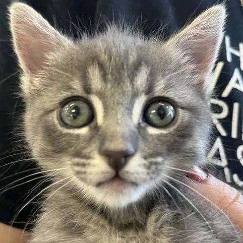 A baby small-sized female Tabby (Gray / Blue / Silver) American Shorthair cat named Io for adoption in Woodland Hills, CA