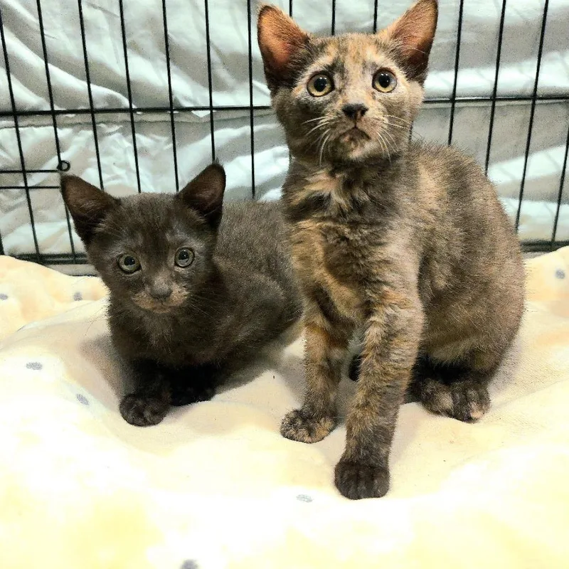 A baby small-sized female Black Domestic Short Hair cat named Georgiegirl for adoption in Jessup, MD