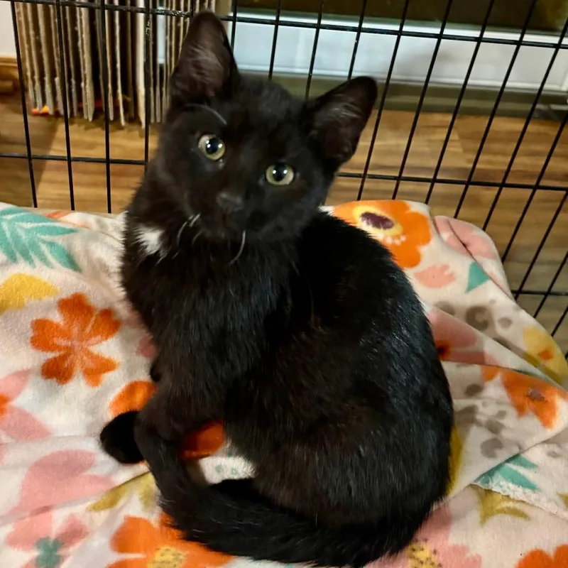 A baby small-sized male Black Domestic Short Hair cat named Gmc for adoption in Wichita, KS