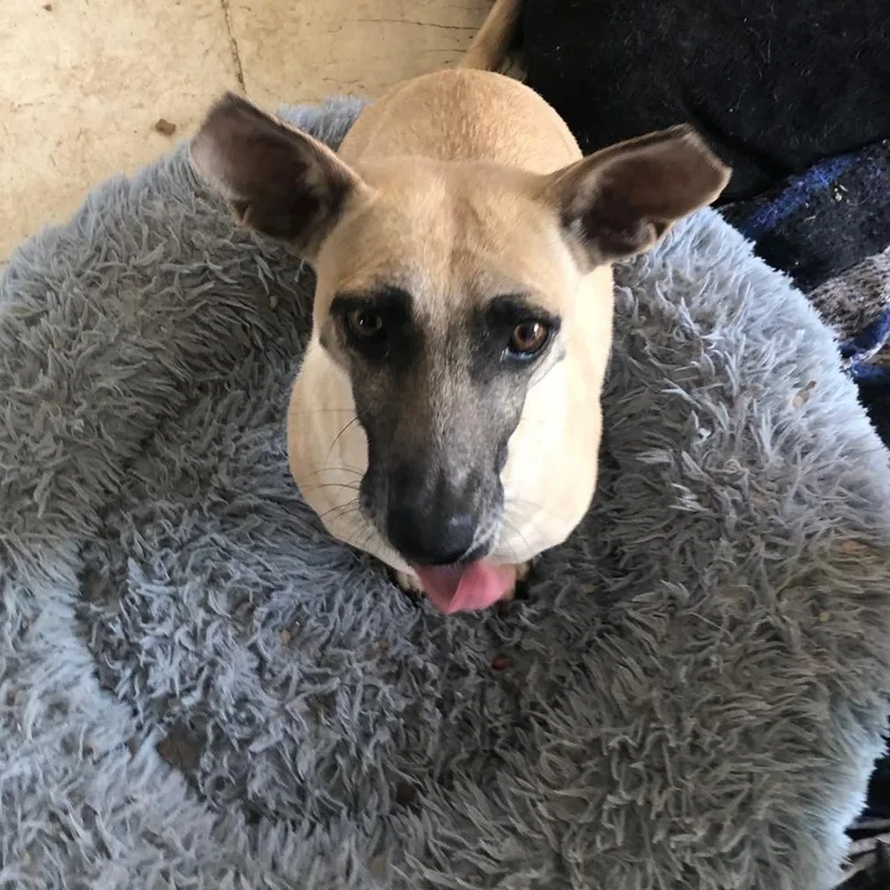 A young small-sized female Brown / Chocolate Chihuahua dog named Carlota for adoption in Estes Park, CO