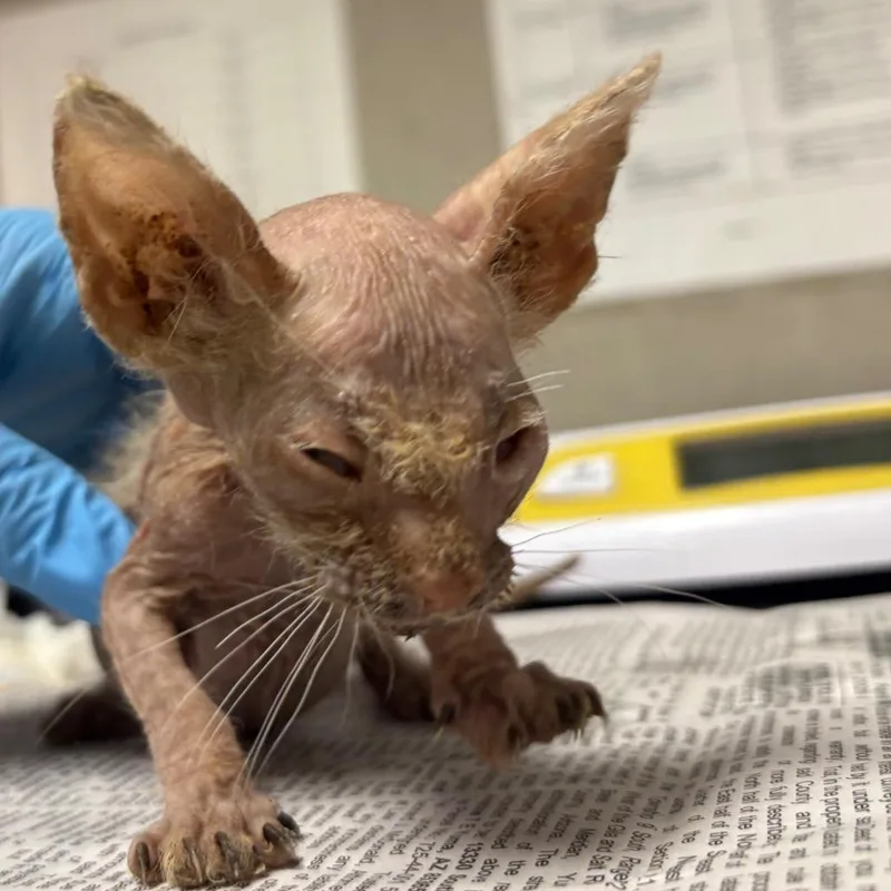 A baby small-sized male Buff / Tan / Fawn Sphynx / Hairless Cat cat named Wolf for adoption in Yuma, AZ