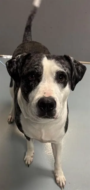 An adult large-sized female Pit Bull Terrier dog named Lucky for adoption in Saint Cloud, FL