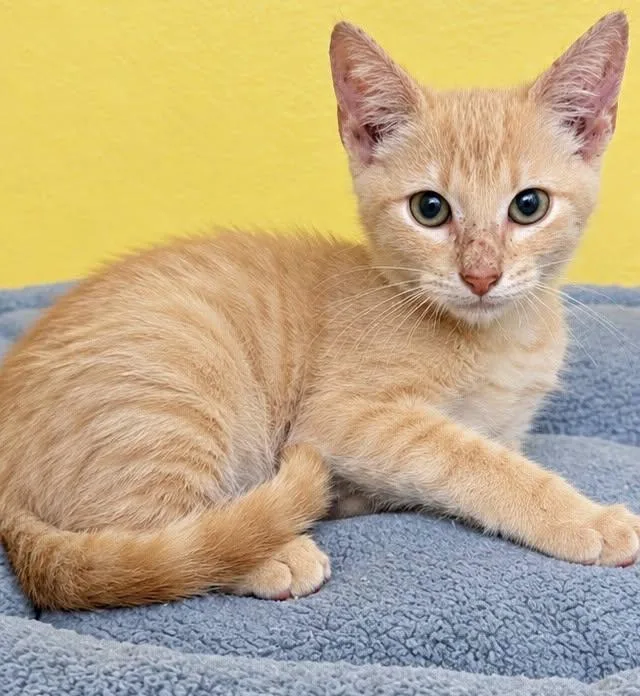 A young medium-sized male Buff / Tan / Fawn Domestic Short Hair cat named Leroy for adoption in Jackson, GA