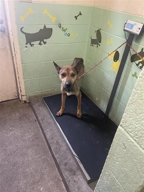 A young large-sized male German Shepherd Dog dog named Trooper for adoption in Sacramento, CA