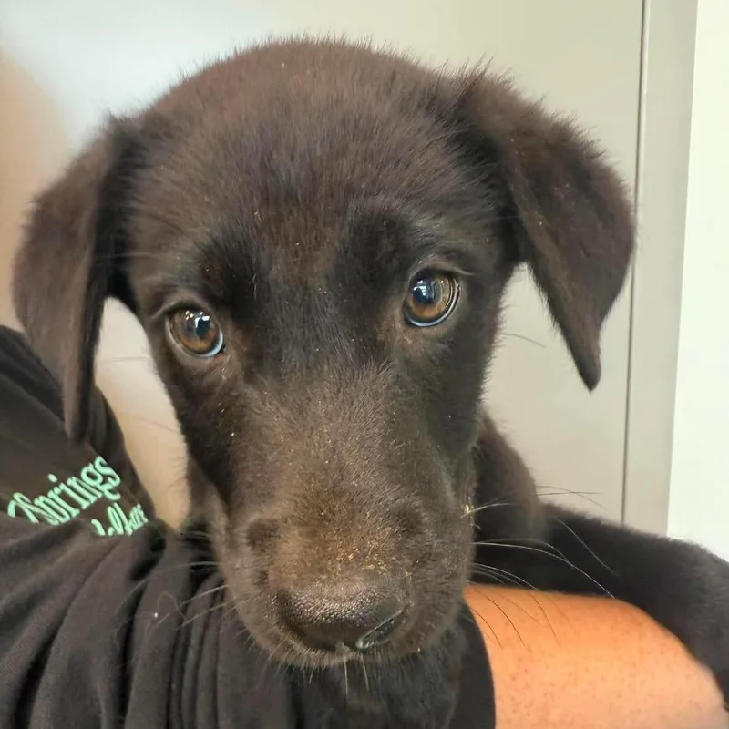 A baby small-sized male Black Mixed Breed dog named Barkbecue for adoption in Sand Springs, OK