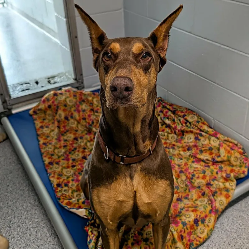 An adult large-sized female Red / Chestnut / Orange Doberman Pinscher dog named Molly June for adoption in Sandown, NH