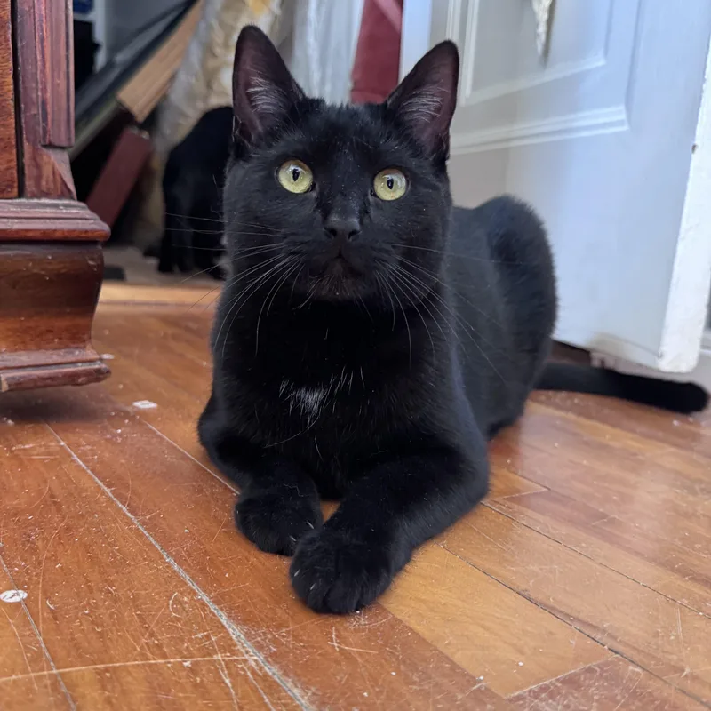 Fern & Juniper thumbnail 2