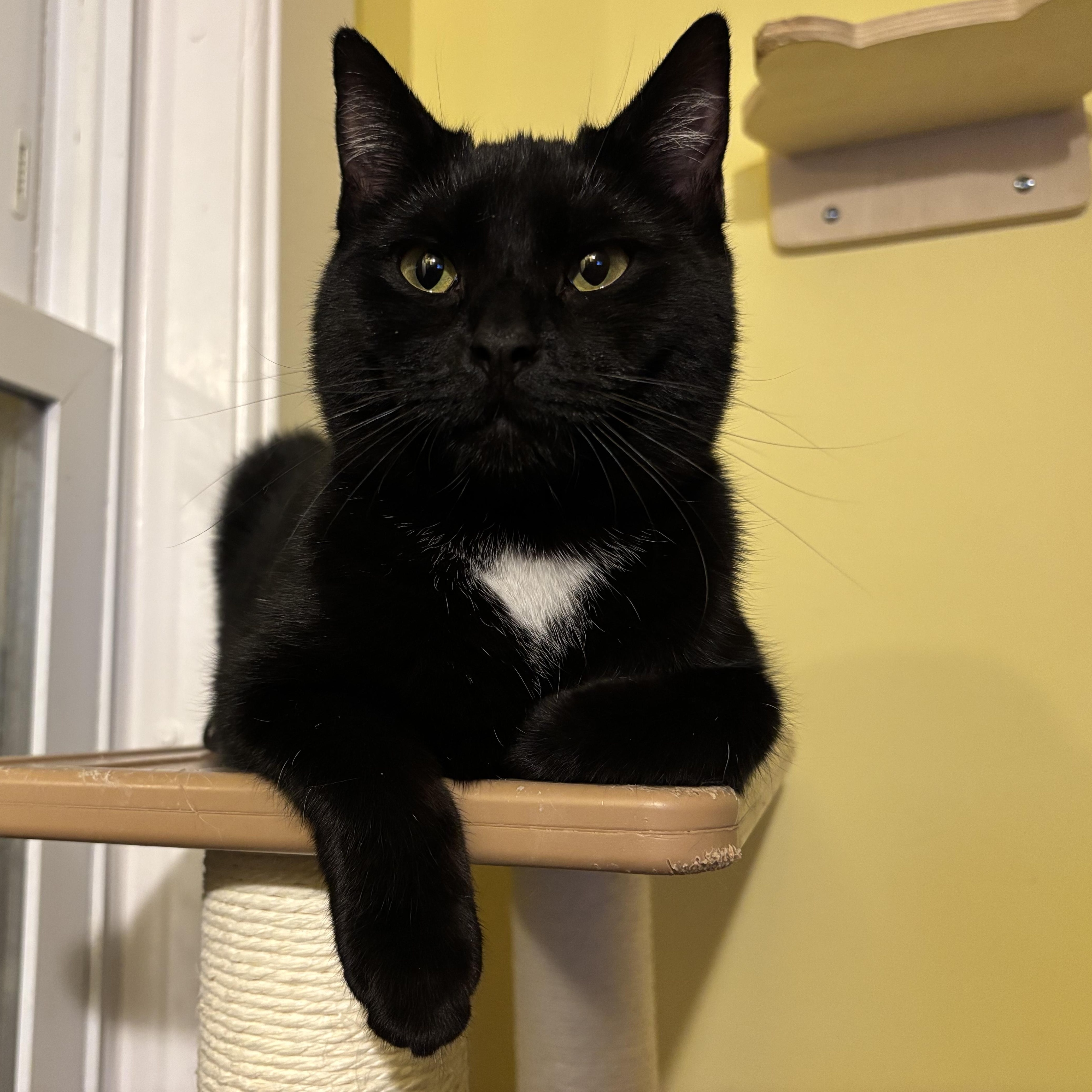 Fern & Juniper thumbnail 3