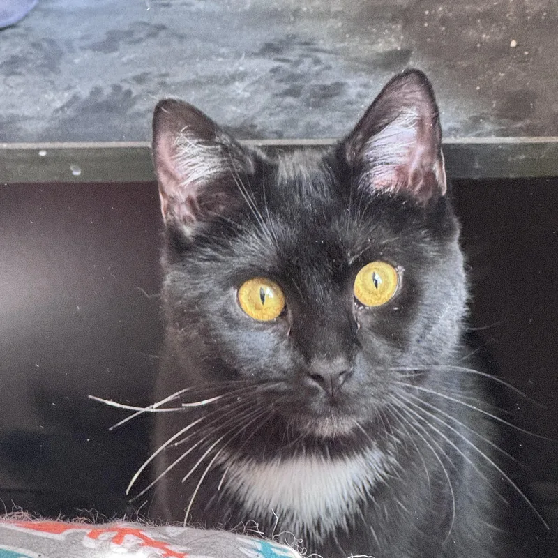 Fern & Juniper thumbnail 4