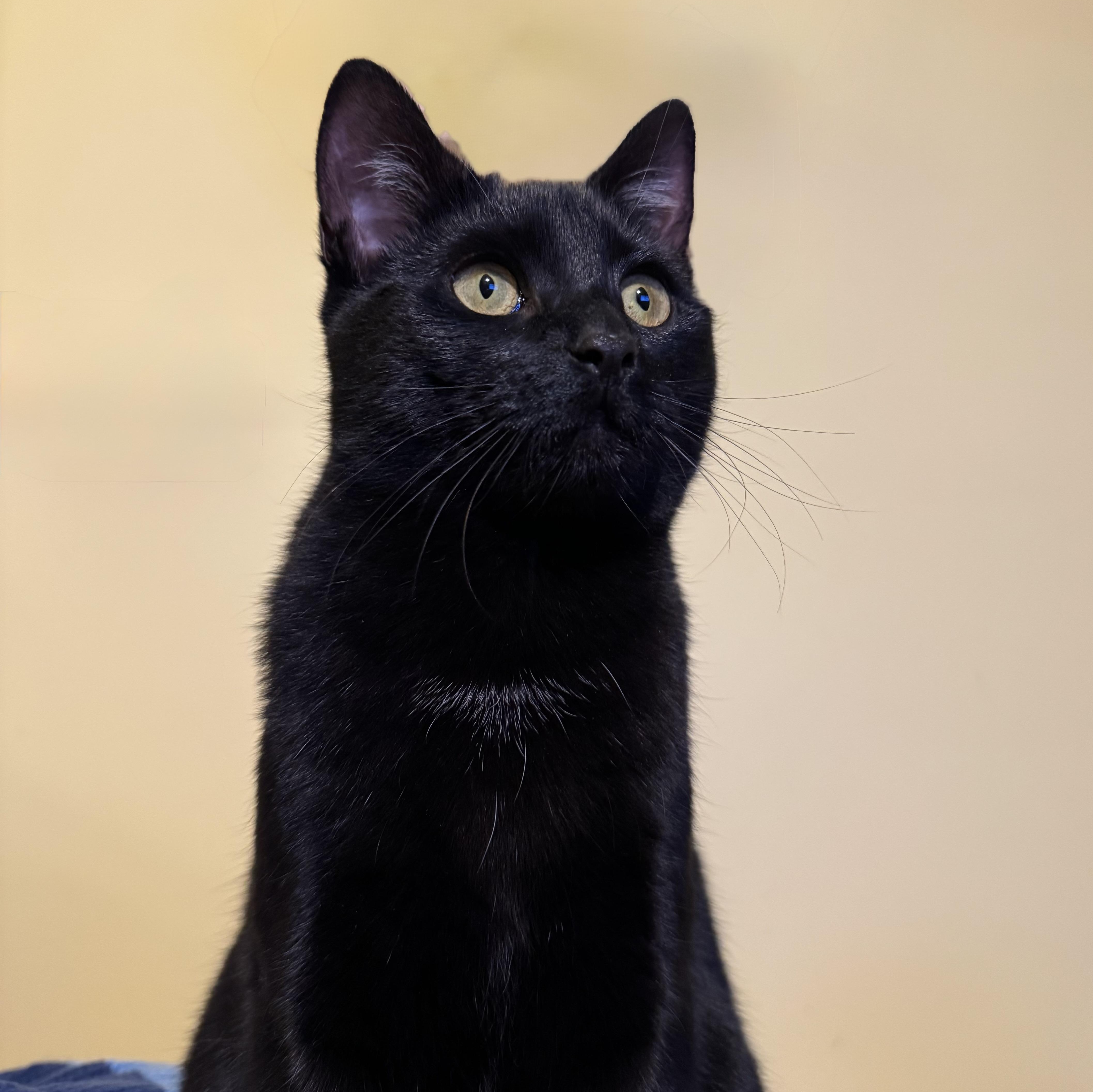 A young medium-sized female Black Domestic Short Hair cat named Fern & Juniper for adoption in Uxbridge, MA