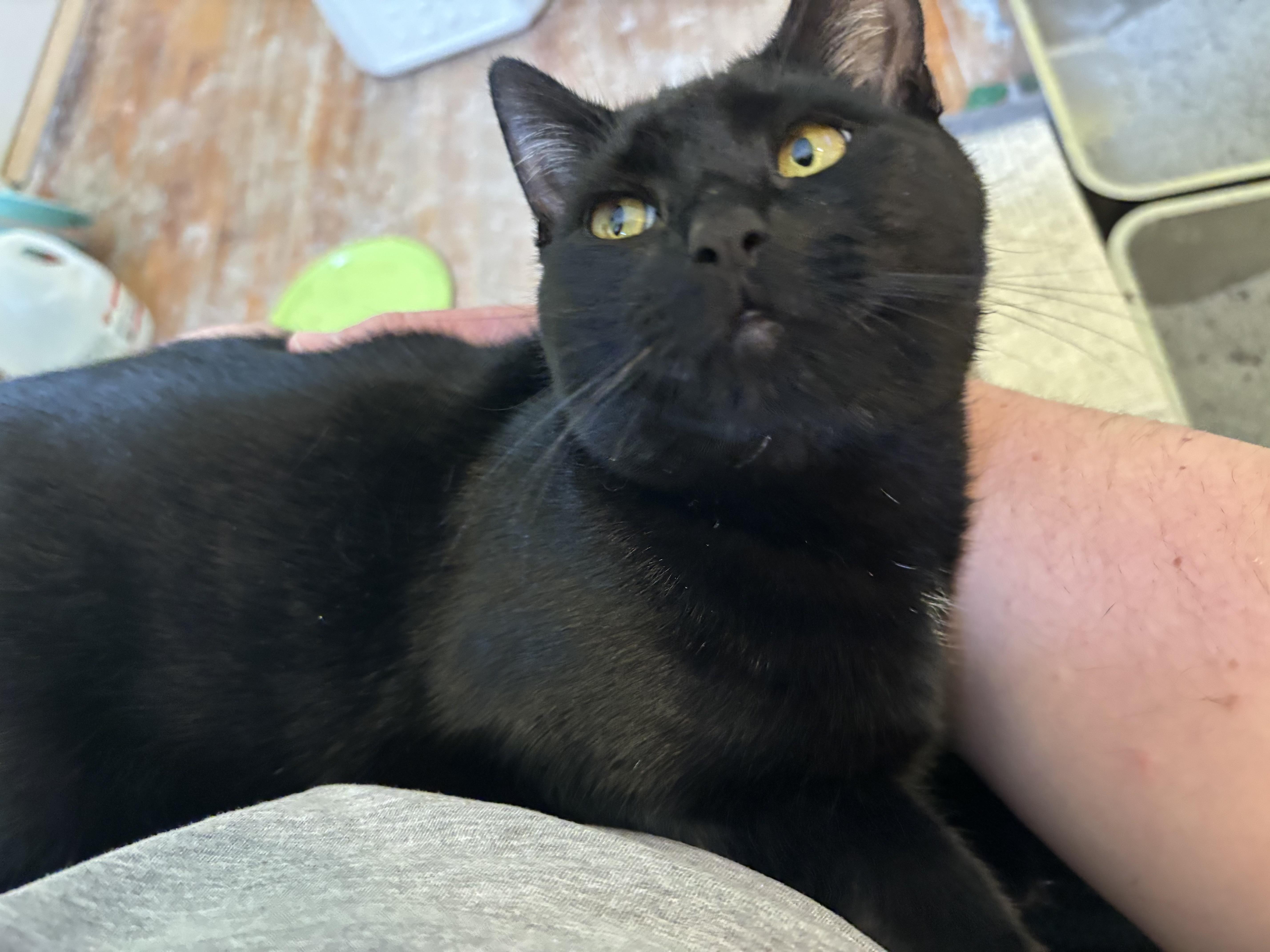 Fern & Juniper thumbnail 5