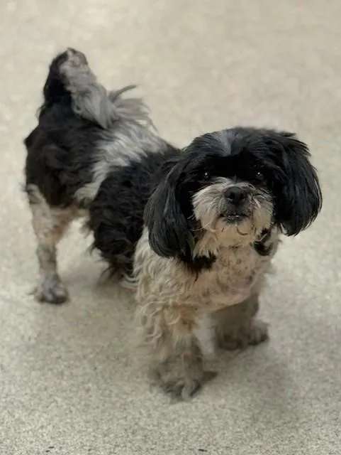 An adult small-sized female Shih Tzu dog named Suzie for adoption in Riverside, CA