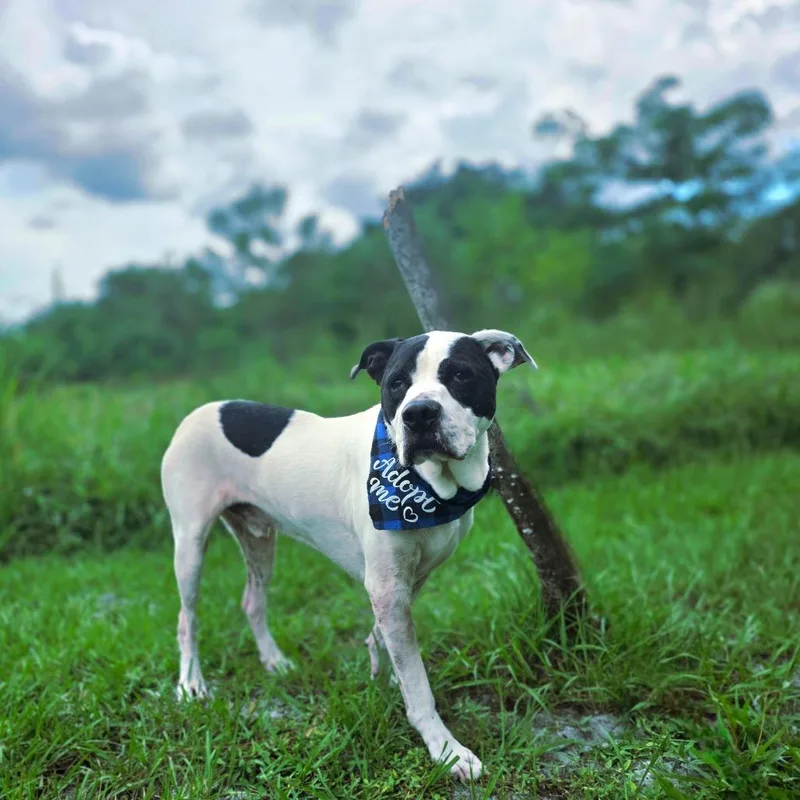 An adult medium-sized male White / Cream Mixed Breed dog named Turbo for adoption in Port Charlotte, FL