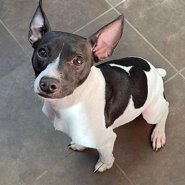 An adult medium-sized male Rat Terrier dog named Zeke for adoption in Des Moines, IA