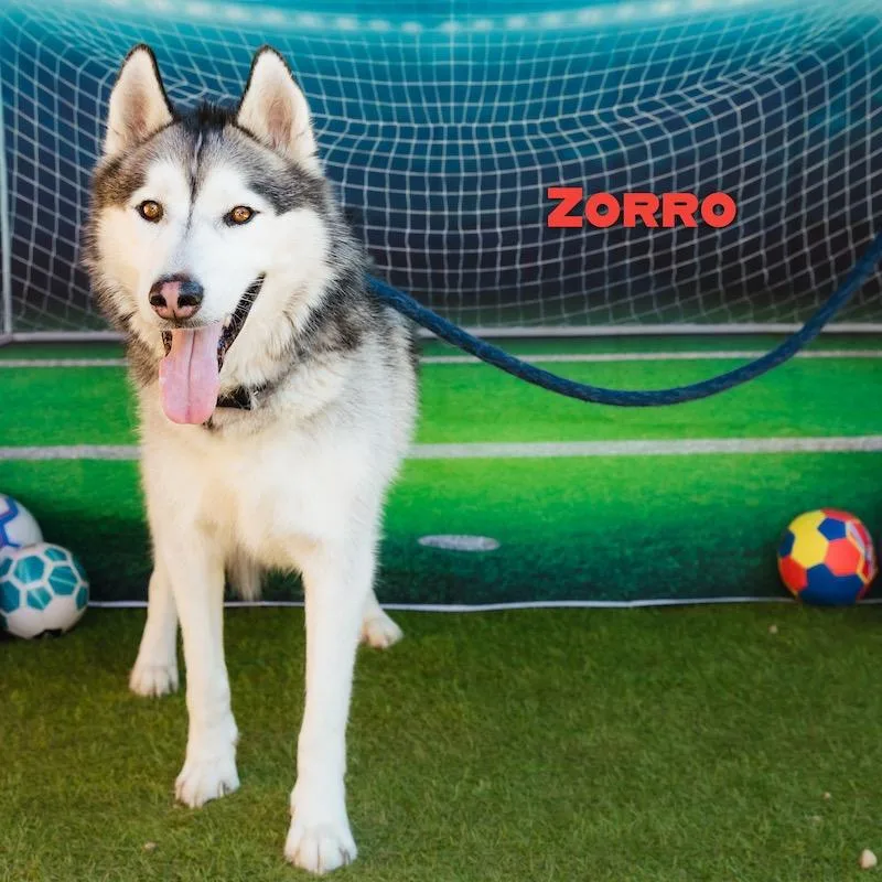 Zorro thumbnail 5