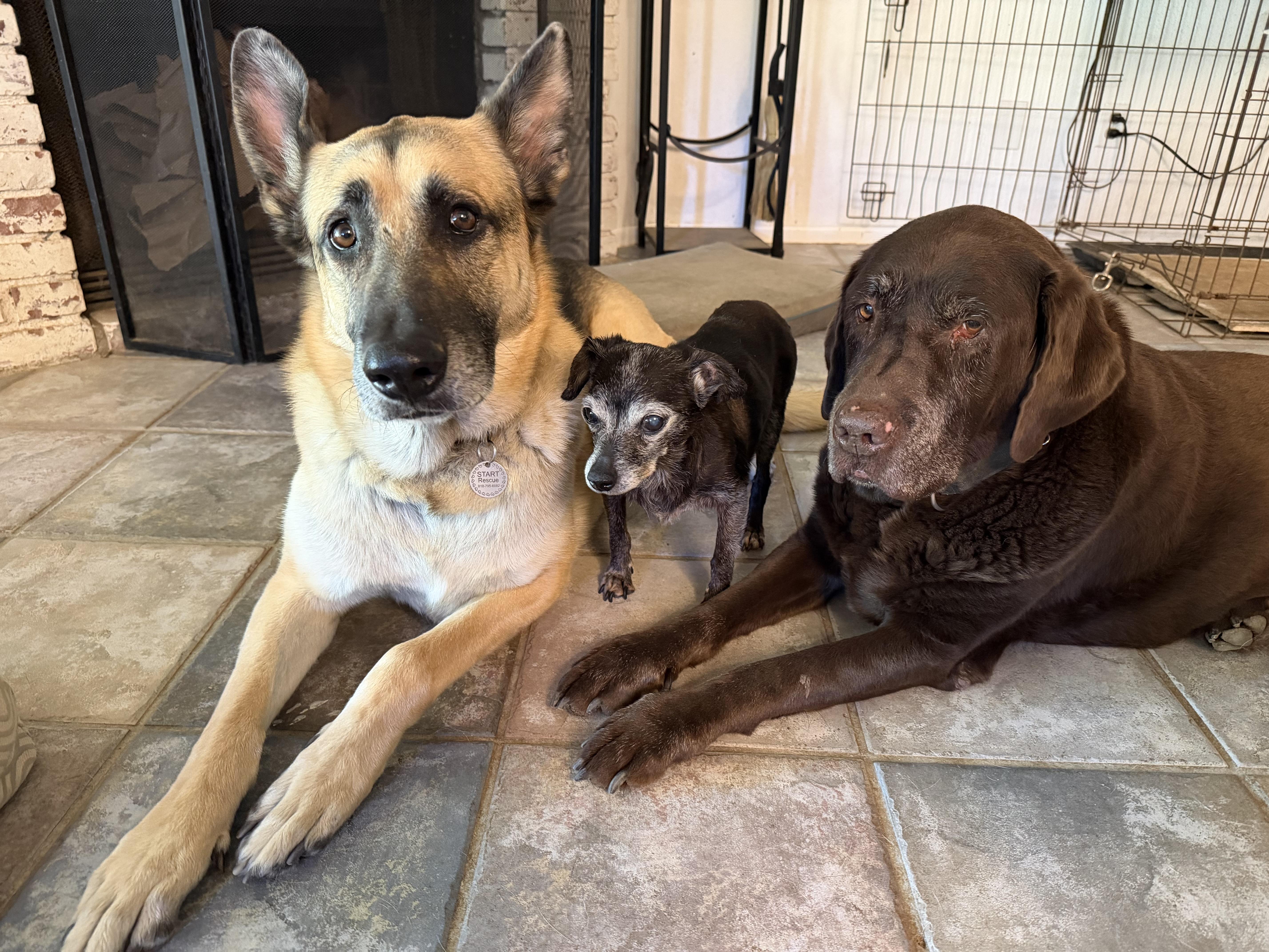 An adult large-sized male Yellow / Tan / Blond / Fawn German Shepherd Dog dog named Rocky for adoption in Sherman Oaks, CA