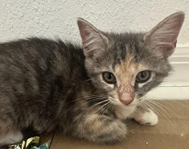 A baby medium-sized female Domestic Short Hair cat named Edith for adoption in Oviedo, FL
